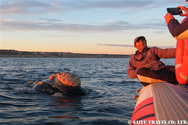ミナミセミクジラ　夕方のバルデス半島　Southern right whale in sunset (7)