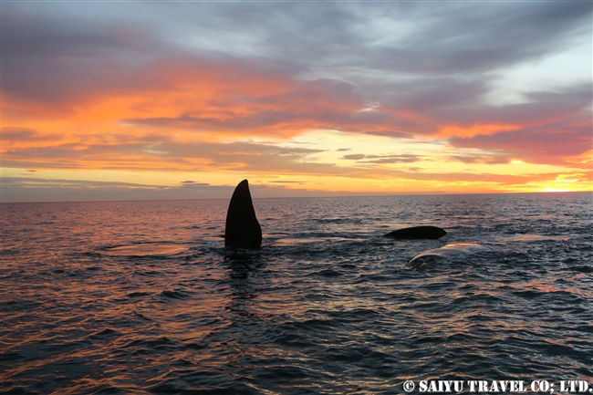 ミナミセミクジラ　夕方のバルデス半島　Southern right whale in sunset (14)
