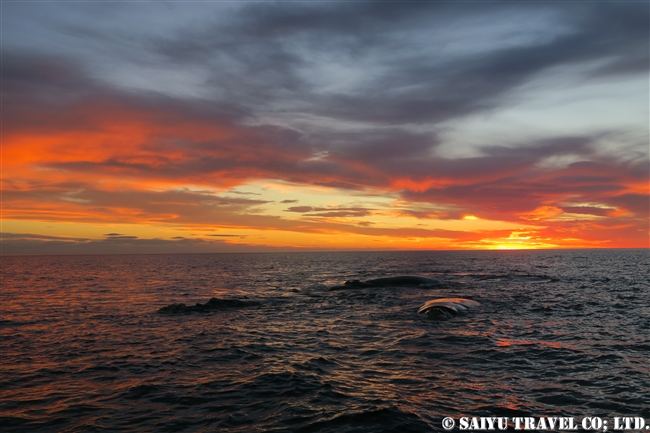 ミナミセミクジラ　夕方のバルデス半島　Southern right whale in sunset (13)