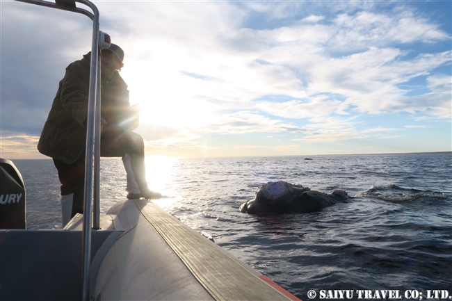 ミナミセミクジラ　夕方のバルデス半島　Southern right whale in sunset (10)