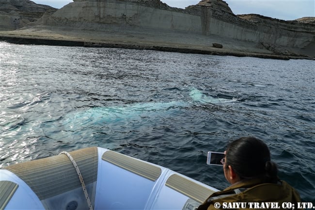 ミナミセミクジラsouthern right whale (1)