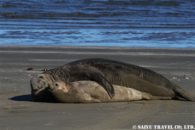 ミナミゾウアザラシ　プンタデルガダ　バルデス半島 Southern Elephant Seal (1)