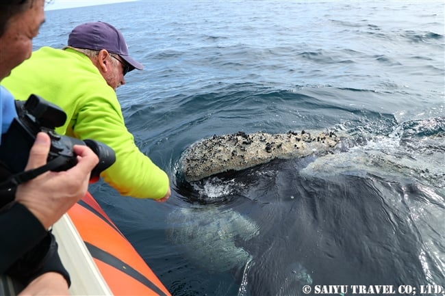 ミナミセミクジラsouthern right whale (4)