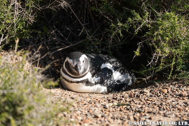 マゼランペンギン Magellanic Penguin バルデス半島上陸 (4)
