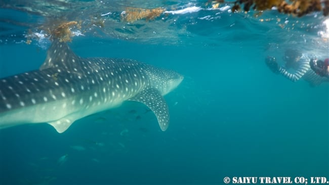 ジブチ　ジンベエザメ Djibouti Whale Shark Swim (6)