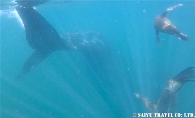 ミナミセミクジラ　バルデス半島 southern right whale(4)