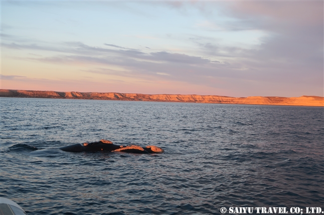 ミナミセミクジラ　夕方のバルデス半島　Southern right whale in sunset (12)