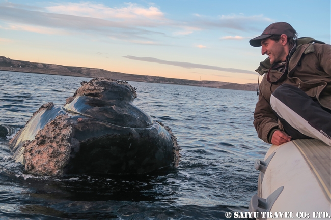 ミナミセミクジラ　夕方のバルデス半島　Southern right whale in sunset (5)