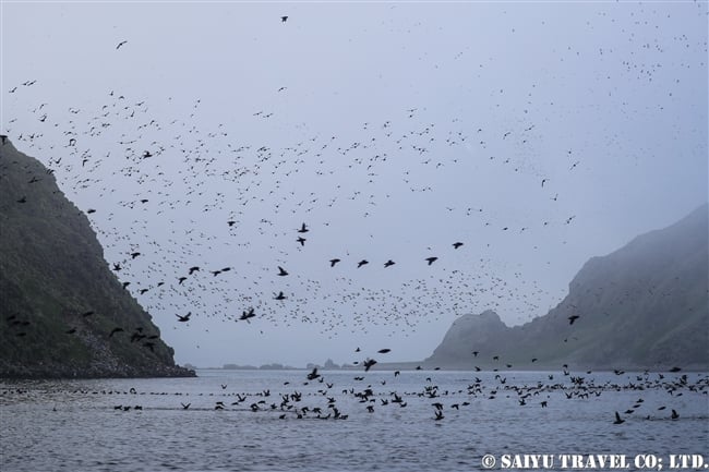 シラヒゲウミスズメ Whiskered Auklet (6)