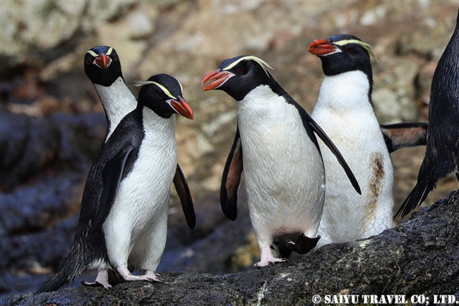 スネアーズペンギン Snares Penguin スネアーズ諸島 ワイルドライフ Wildlife 世界の野生動物観察日記