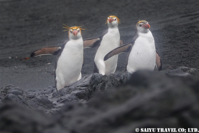 ロイヤルペンギン Royal Penguin マッコリー島 (7)