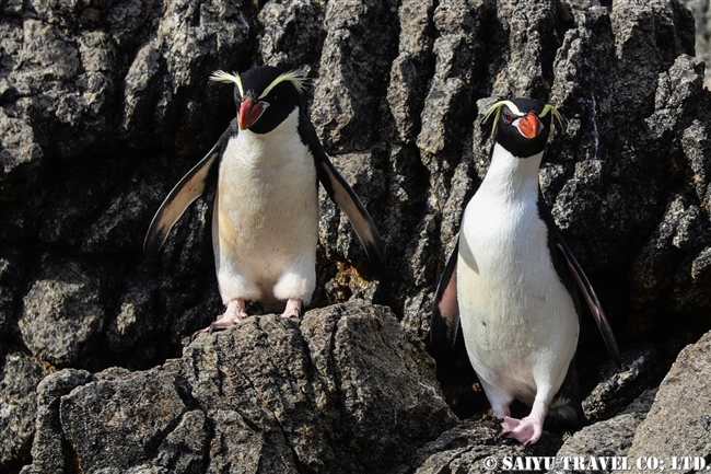 スネアーズペンギン　ハシブトペンギン Snares Penguin (6)