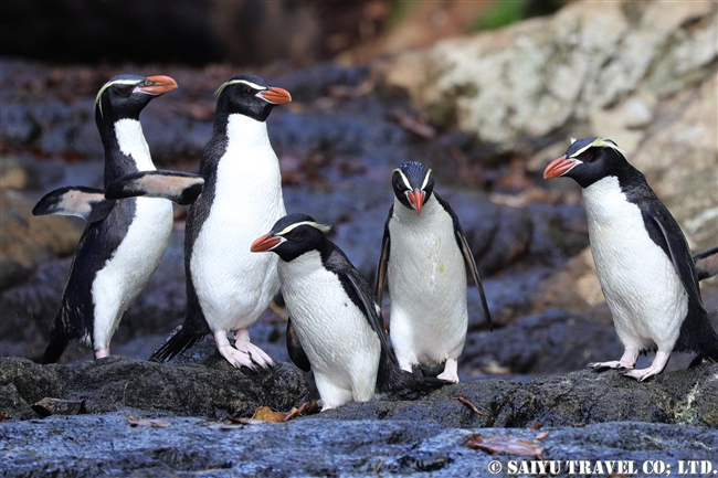 スネアーズペンギン　ハシブトペンギン Snares Penguin (4)