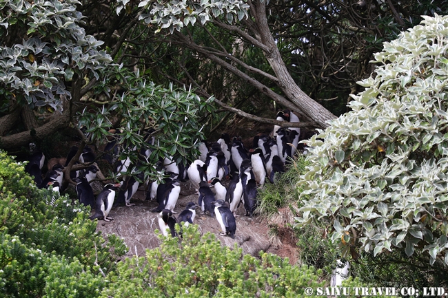 スネアーズペンギン　ハシブトペンギン Snares Penguin (11)