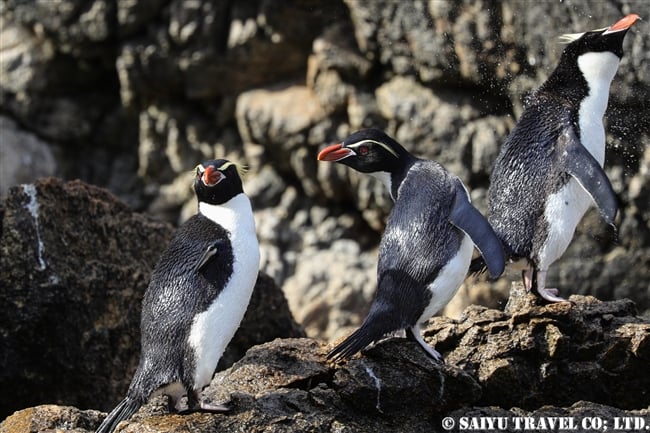 スネアーズペンギン　ハシブトペンギン Snares Penguin (8)