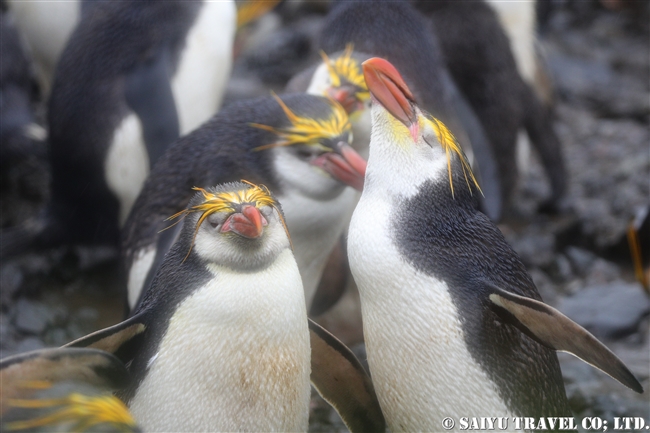 ロイヤルペンギン Royal Penguin マッコリー島 (6)