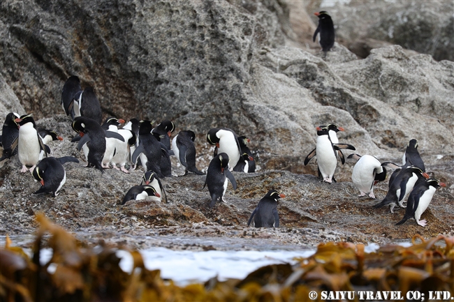 スネアーズペンギン　ハシブトペンギン Snares Penguin (1)