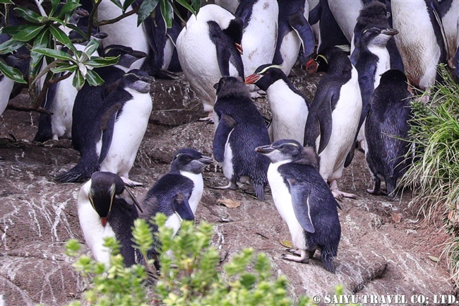 スネアーズペンギン　ハシブトペンギン Snares Penguin (12)