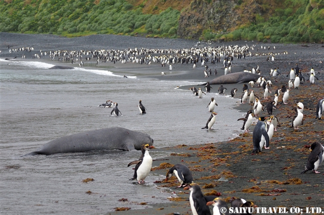 ロイヤルペンギン Royal Penguin マッコリー島 (10)