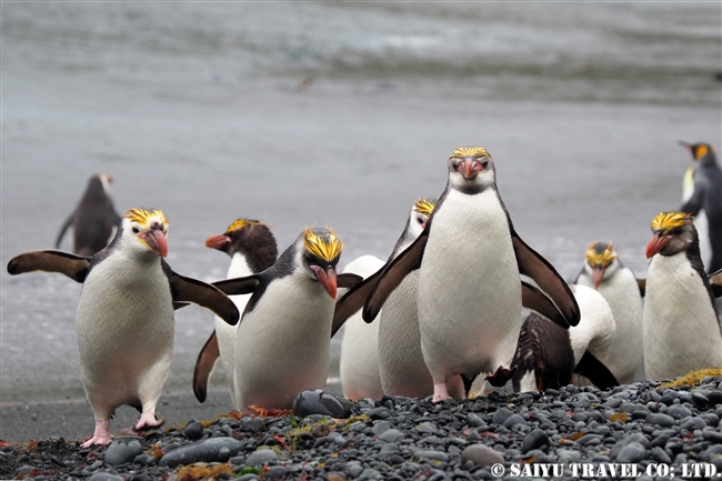 ロイヤルペンギン Royal Penguin マッコリー島 (11)