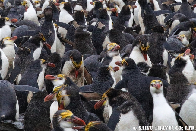 ロイヤルペンギン Royal Penguin マッコリー島 (12)