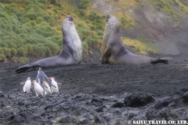 ロイヤルペンギン Royal Penguin マッコリー島 (8)