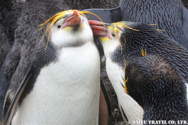 ロイヤルペンギン Royal Penguin マッコリー島 (5)