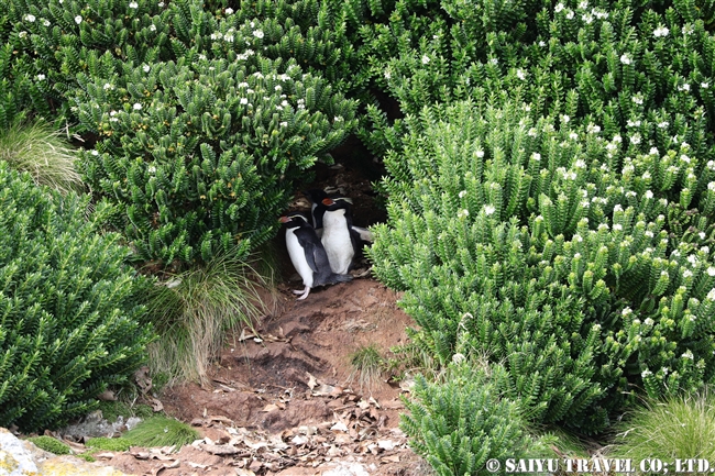 スネアーズペンギン　ハシブトペンギン Snares Penguin (10)