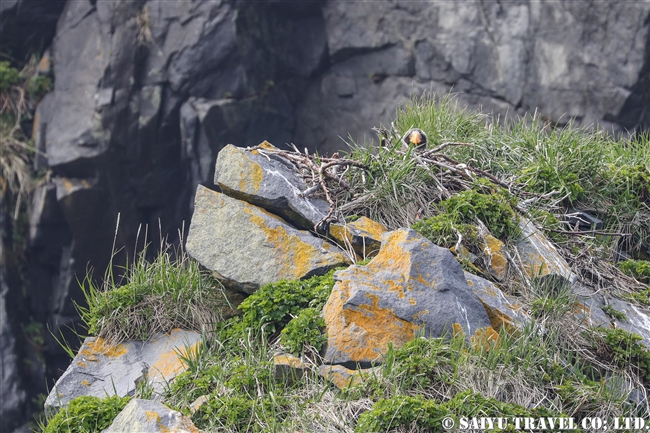 オオワシ　カムチャッカ半島　Steller's sea eagle Kamchatka Peninsula, Breeding area (8)