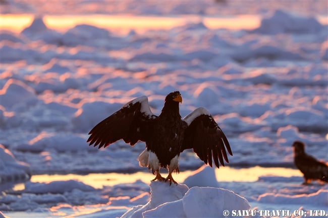 羅臼　流氷クルーズ　オオワシ　Rausu Steller's sea eagle (5)