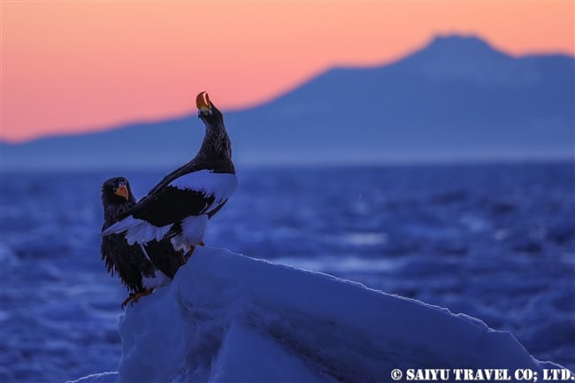 羅臼　流氷クルーズ　オオワシ　Rausu Steller's sea eagle (2)