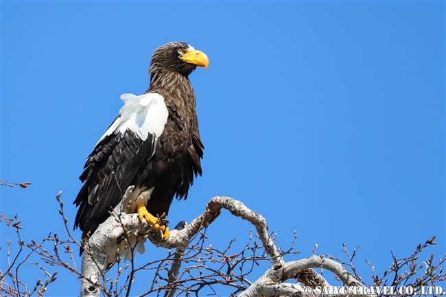 オオワシ　カムチャッカ半島　Steller's sea eagle Kamchatka Peninsula, Breeding area (6)