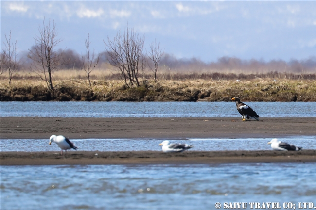 オオワシ　カムチャッカ半島　Steller's sea eagle Kamchatka Peninsula, Breeding area (1)