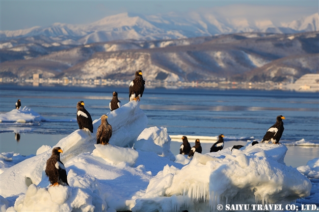 羅臼　流氷クルーズ　オオワシ Steller's sea eagle (2)