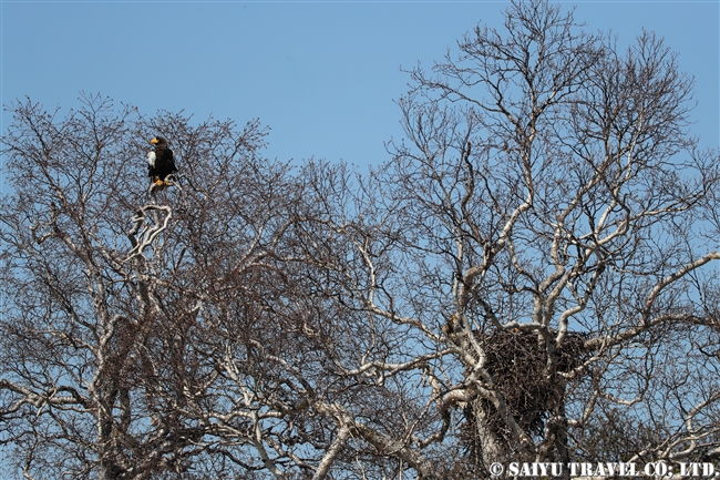 オオワシ　カムチャッカ半島　Steller's sea eagle Kamchatka Peninsula, Breeding area (3)