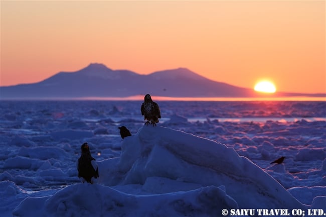 羅臼　流氷クルーズ　オオワシ　Rausu Steller's sea eagle (3)