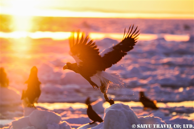 羅臼　流氷クルーズ　オオワシ　Rausu Steller's sea eagle (6)