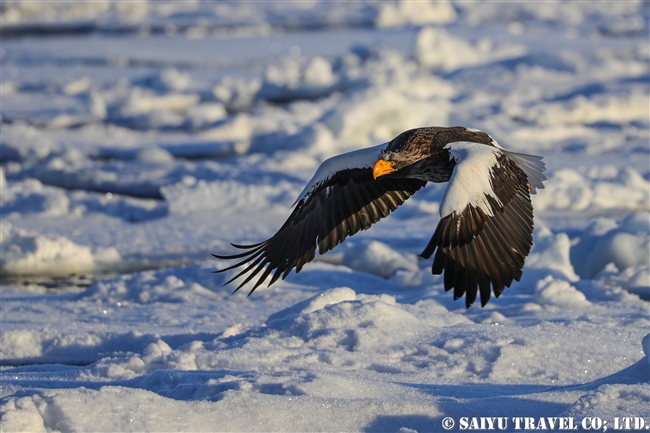 羅臼　流氷クルーズ　オオワシ Steller's sea eagle (6)