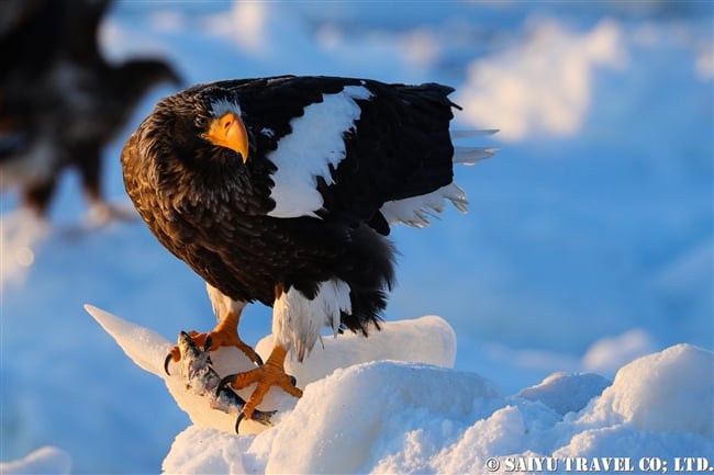 羅臼　流氷クルーズ　オオワシ Steller's sea eagle (1)