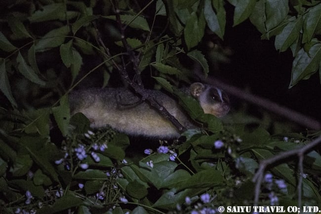 ハイイロホソロリス Gray Slender Loris シギリヤ (1)