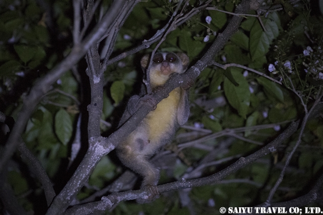 ハイイロホソロリス Gray Slender Loris シギリヤ (6)