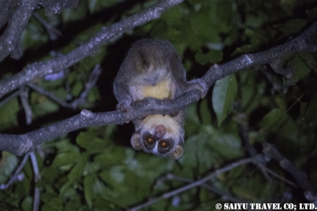 ハイイロホソロリス Gray Slender Loris シギリヤ (11)