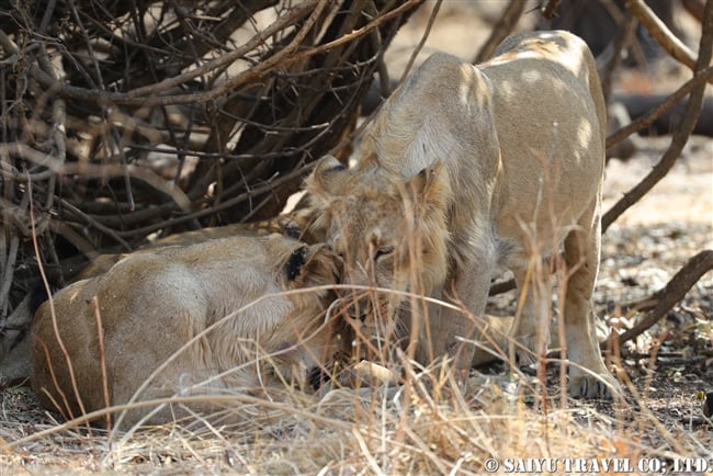 インドライオン　アジアライオン　Asiatic Lion ササンギル　Sasan Gir (1)