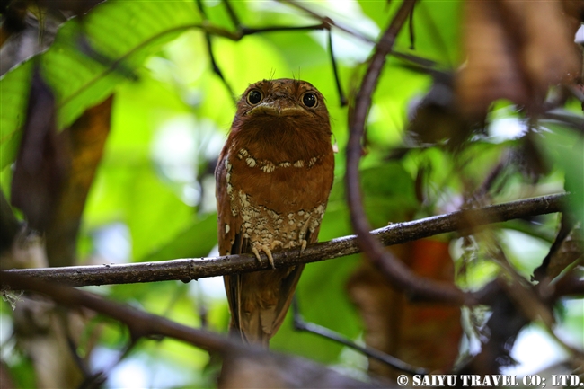 セイロンガマグチヨタカ Se Lanka Frogmouth シンハラジャ (1)