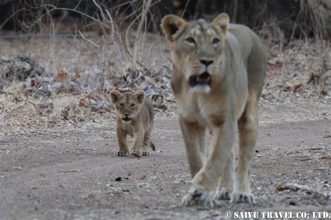 インドライオン　アジアライオン　赤ちゃん　ササン・ギル　ギル国立公園 Asiatic Lion cub (1)