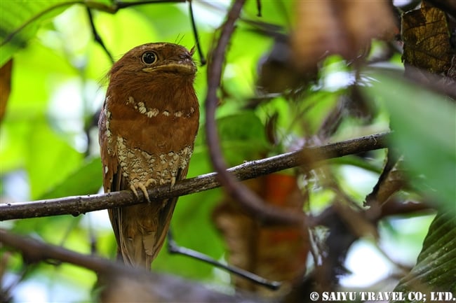 セイロンガマグチヨタカ Se Lanka Frogmouth シンハラジャ (2)