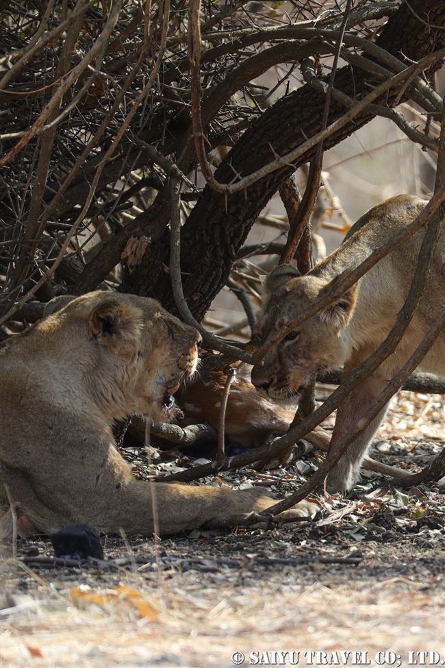 インドライオン　アジアライオン　Asiatic Lion ササンギル　Sasan Gir (4)