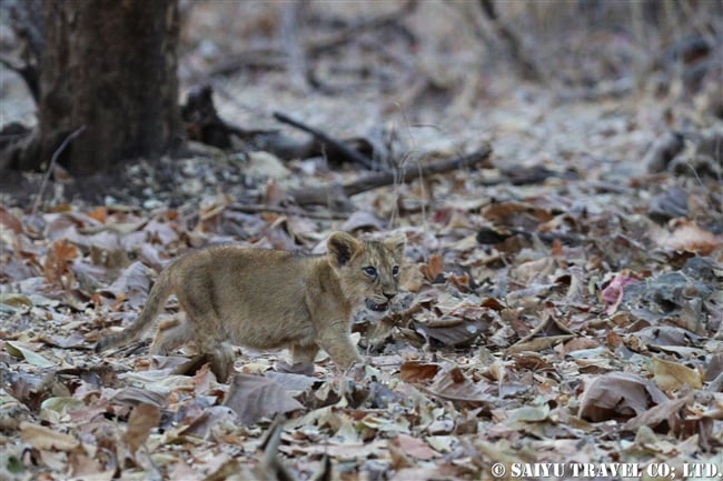 インドライオン　アジアライオン　赤ちゃん　ササン・ギル　ギル国立公園 Asiatic Lion cub (3)