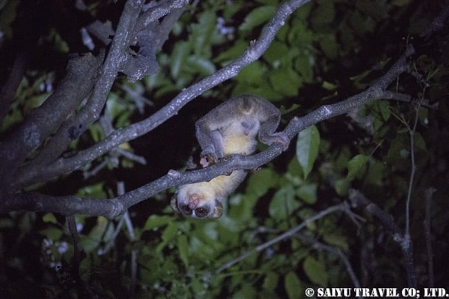 ハイイロホソロリス Gray Slender Loris シギリヤ (9)