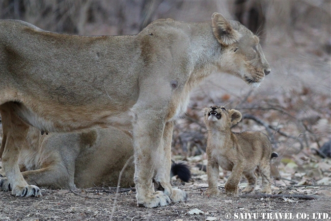 インドライオン　アジアライオン　赤ちゃん　ササン・ギル　ギル国立公園 Asiatic Lion cub (5)